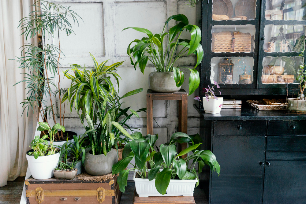 Ways to Display Houseplants